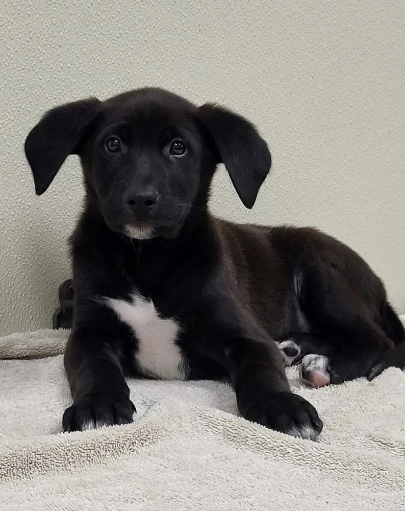 A baby medium-sized male Mixed Breed dog named Thornton for adoption in Groveland, MA