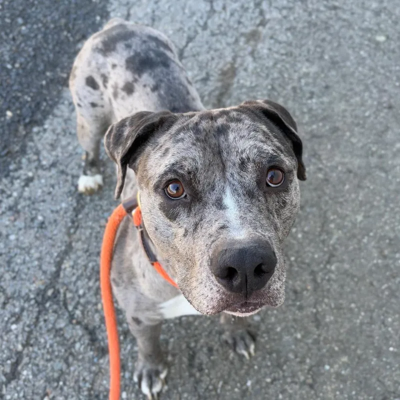 An adult medium-sized male Gray / Blue / Silver Mixed Breed dog named Jay for adoption in Spokane, WA