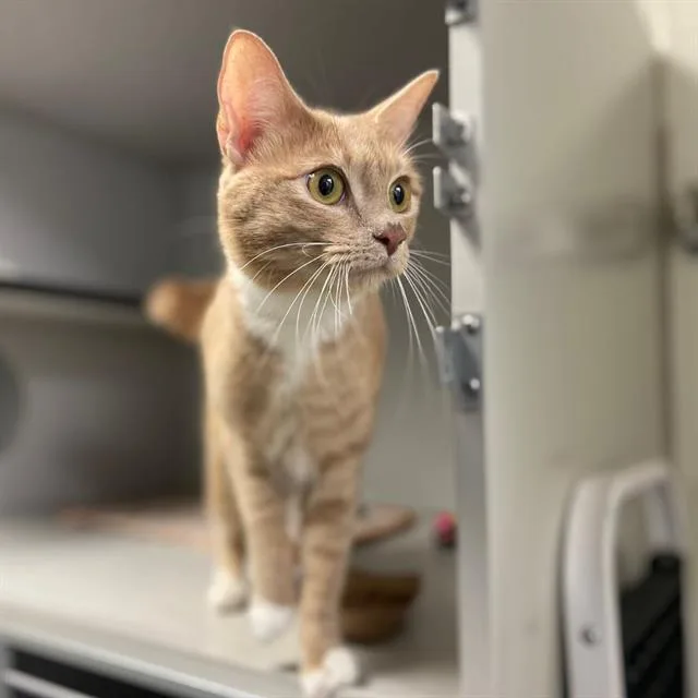 A young small-sized female Domestic Short Hair cat named Birdie for adoption in Aurora, CO