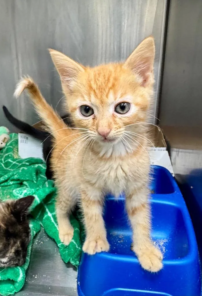 A baby medium-sized male Domestic Short Hair cat named Joker for adoption in Danielsville, GA