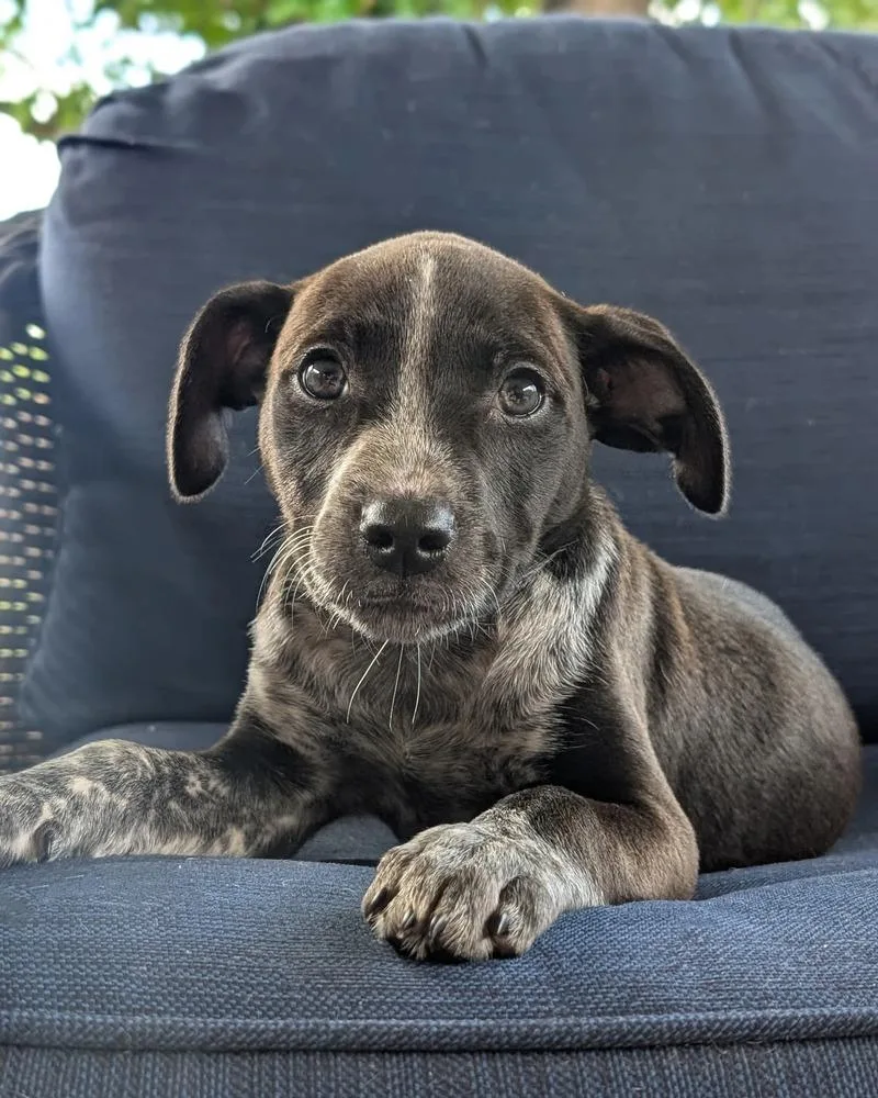 A baby medium-sized female Black Australian Cattle Dog / Blue Heeler dog named Brooklyn Blue for adoption in Shawnee, OK
