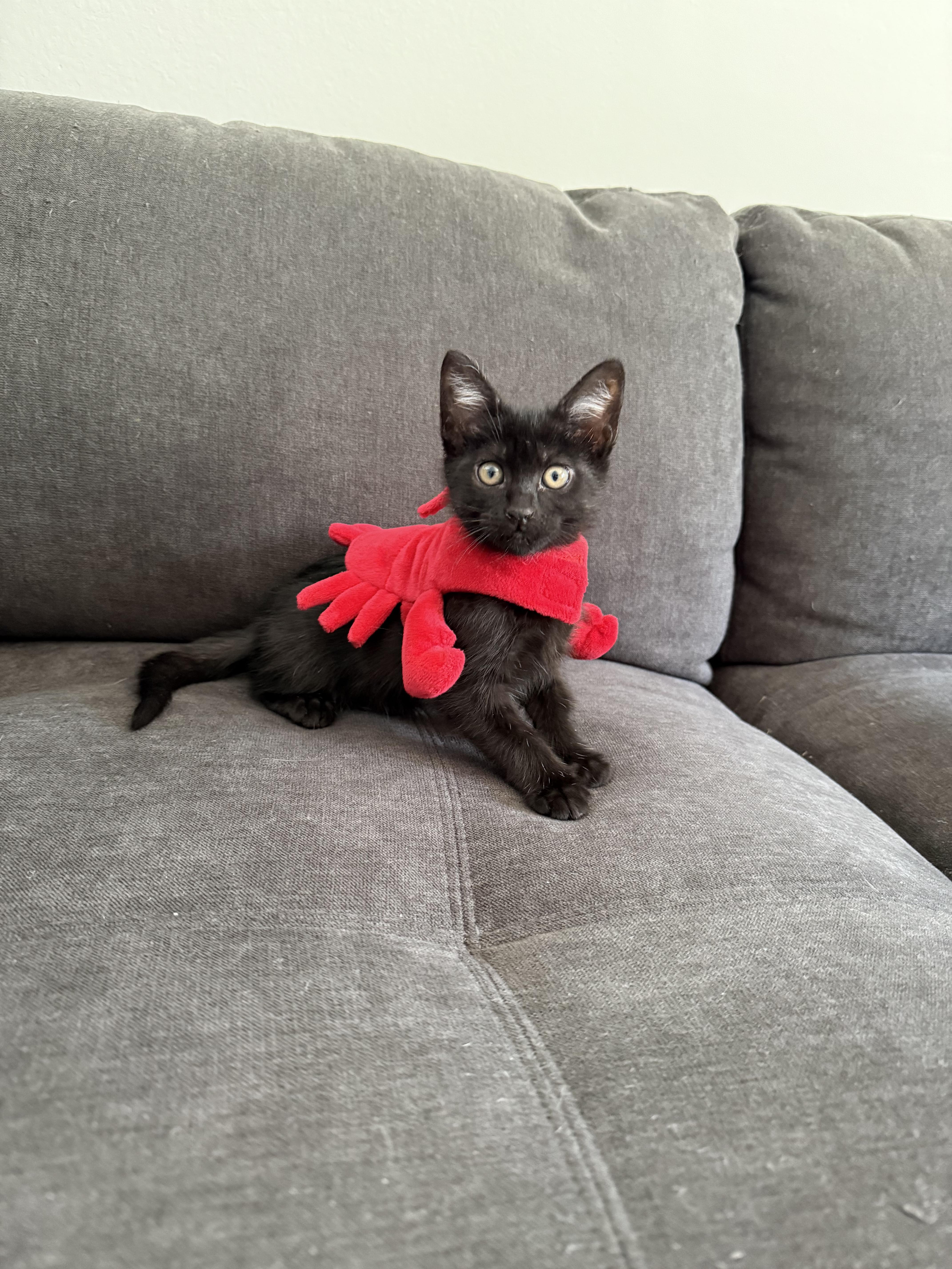 A baby small-sized female Domestic Short Hair cat named Olive for adoption in Canton, CT