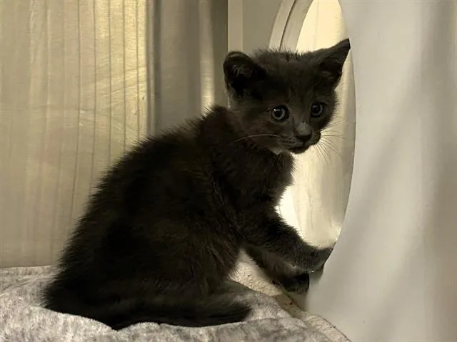 A baby small-sized female Domestic Short Hair cat named Bean for adoption in Tustin, CA