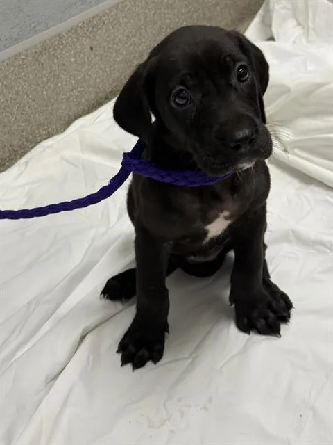 A baby small-sized female Great Dane dog named Ghiradelli for adoption in Las Vegas, NV
