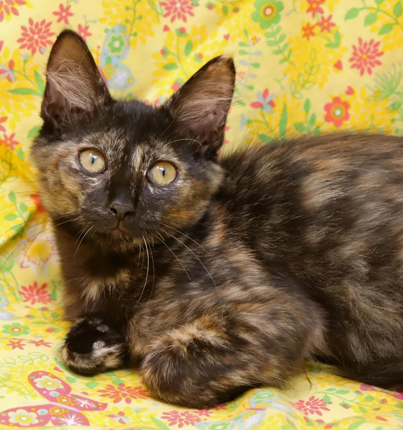 A baby medium-sized female Tortoiseshell Domestic Short Hair cat named Lori for adoption in Tierra Verde, FL