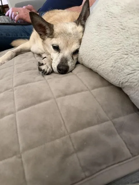 A senior small-sized male Apricot / Beige Chihuahua dog named Poppy for adoption in Harrison, NY