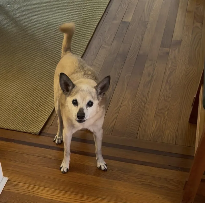 Poppy thumbnail 4