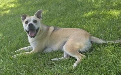 An adult large-sized male Mixed Breed dog named Pedro for adoption in Independence, MO