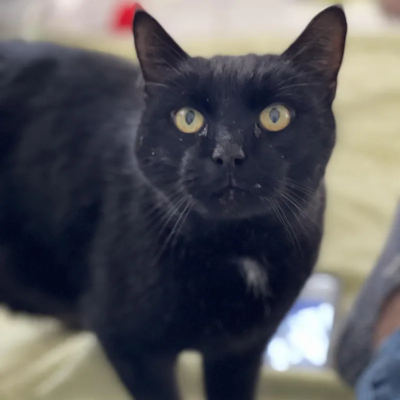 Pyewacket thumbnail 2