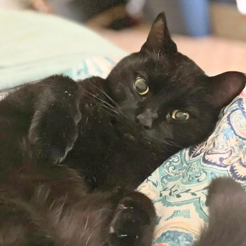 Pyewacket thumbnail 3