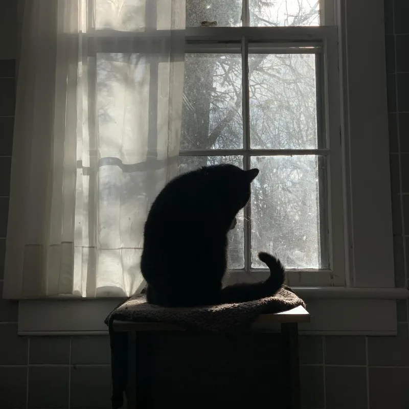 Pyewacket thumbnail 4