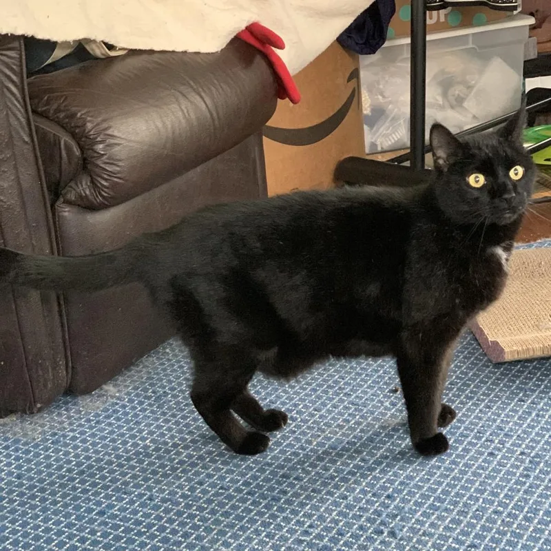 Pyewacket thumbnail 5