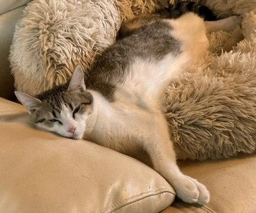 A baby small-sized female Tabby cat named Stella for adoption in Walnut Creek, CA