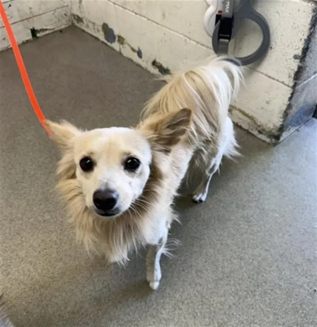 A young small-sized male Chihuahua dog named Teddy for adoption in San Bernardino, CA