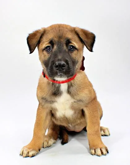 A baby large-sized female Great Pyrenees dog named Meadow for adoption in Morton Grove, IL