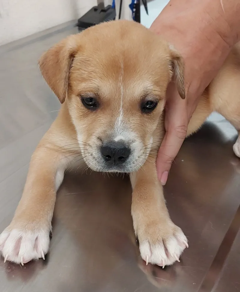 A young medium-sized male Tan Mixed Breed dog named Robin/Scooby for adoption