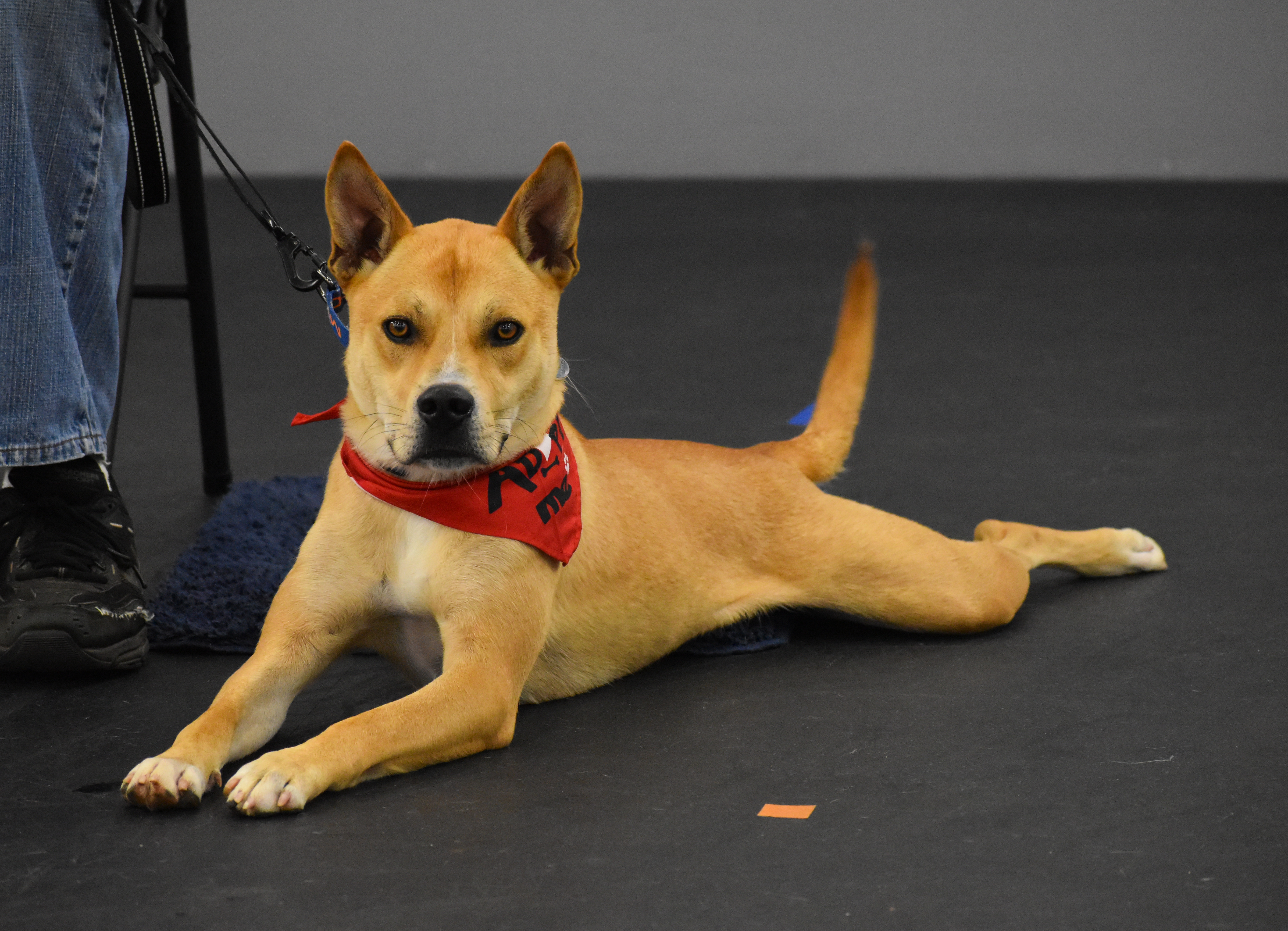 Robin/Scooby thumbnail 6