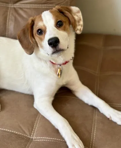 A baby medium-sized female Beagle dog named Trucy for adoption in Malvern, PA