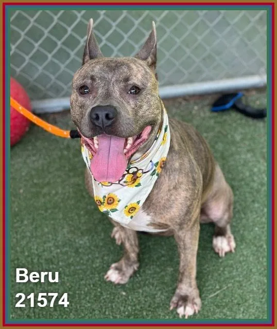 An adult medium-sized female Brindle Pit Bull Terrier dog named Beru for adoption in Marietta, GA