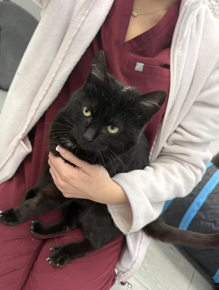 An adult small-sized female Black Domestic Short Hair cat named Evelyn for adoption in Evansville, IN