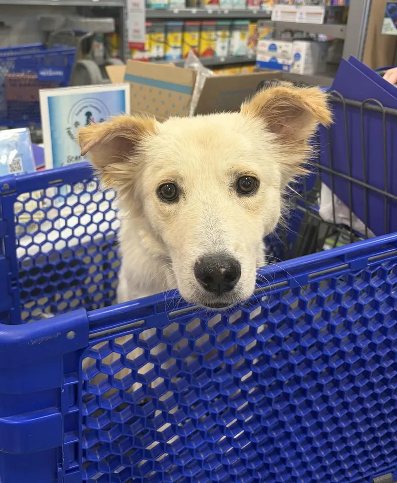 A young medium-sized female Blonde Retriever dog named Bambi for adoption in Meeker, OK