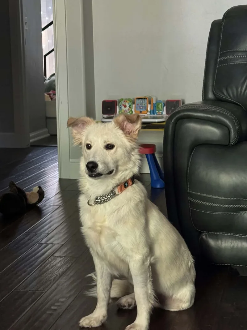 A young medium-sized female Retriever dog named Bambi for adoption in Meeker, OK