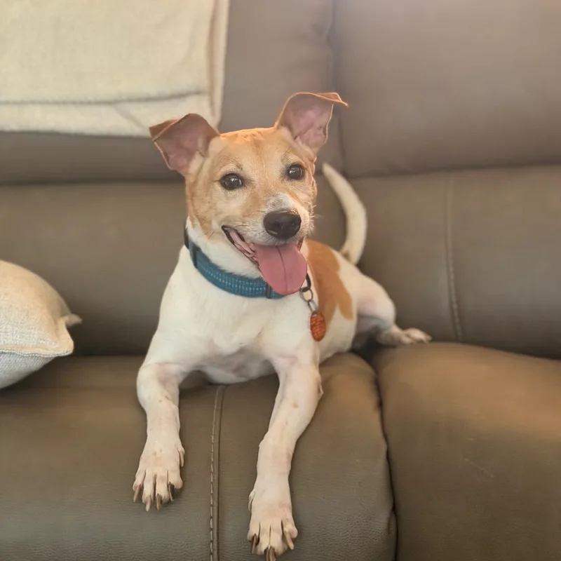 A senior medium-sized male Yellow / Tan / Blond / Fawn Jack Russell Terrier dog named Maus for adoption in Starkville, MS