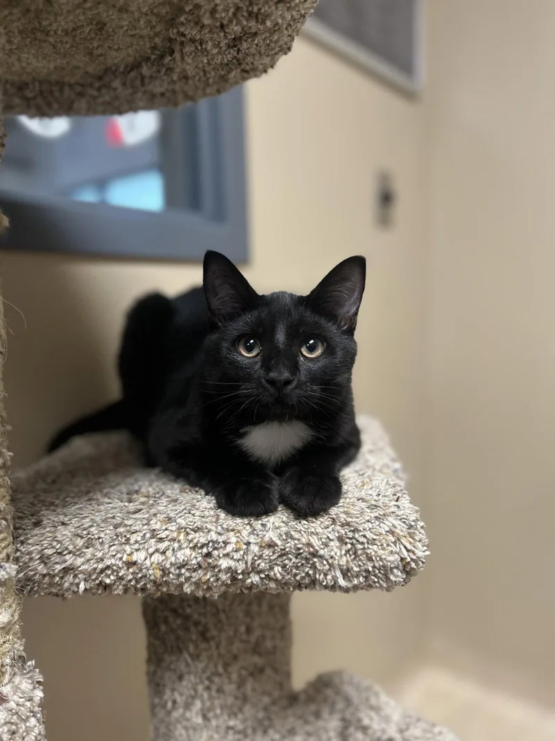 A young medium-sized male Domestic Short Hair cat named Baby Jax for adoption in Arlington, VT