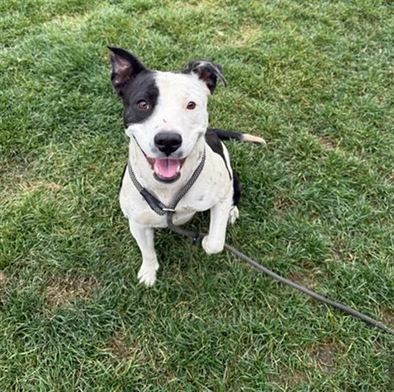An adult medium-sized female Pit Bull Terrier dog named Bonni for adoption in Bakersfield, CA