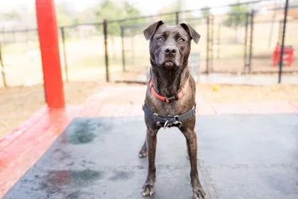 An adult large-sized female Mixed Breed dog named Ani for adoption in Carrollton, TX