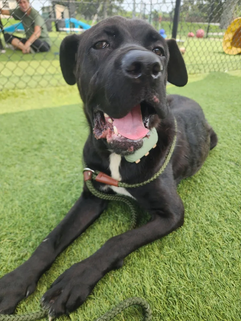 A young large-sized female Black Mastiff dog named Shadow for adoption in Westville, IN