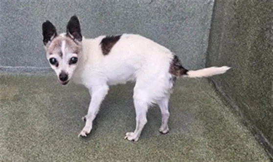 A senior small-sized male Chihuahua dog named Oscar for adoption in Castaic, CA