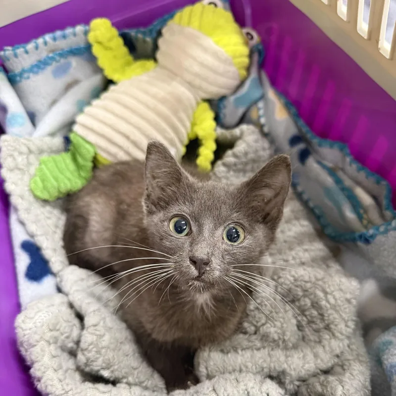 A baby medium-sized female Gray / Blue / Silver Domestic Short Hair cat named Frogger for adoption in Charlotte, NC
