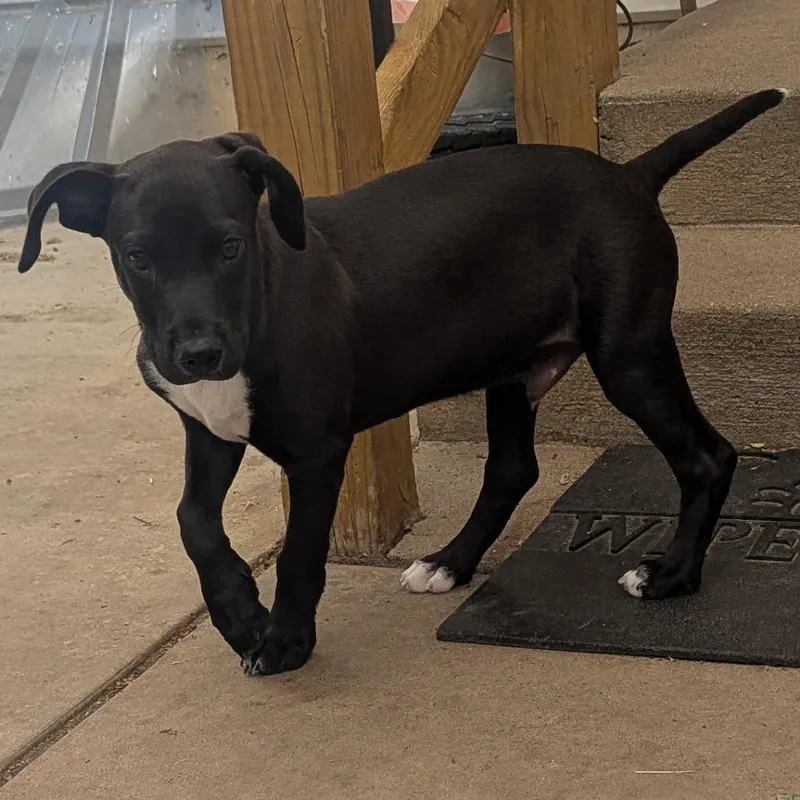 A baby medium-sized male Labrador Retriever dog named King for adoption in Fenton, MI