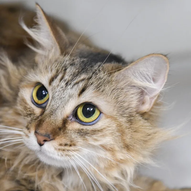 Fluffsters thumbnail 2