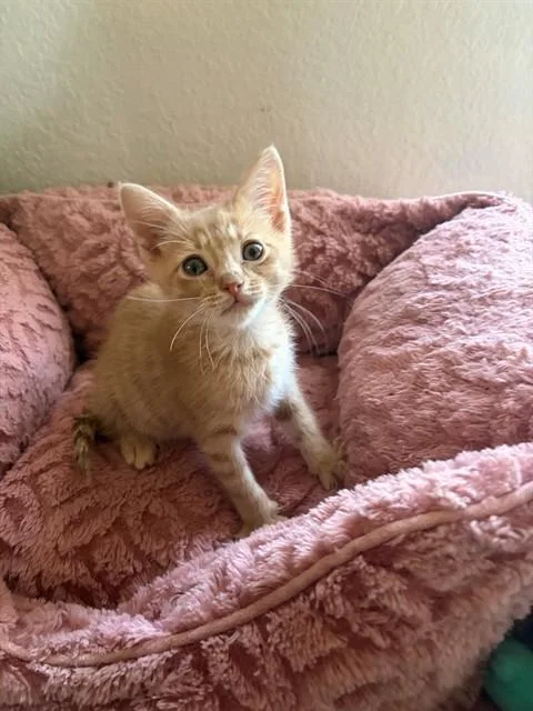 A baby small-sized male Domestic Short Hair cat named Rajah for adoption in Ontario, CA