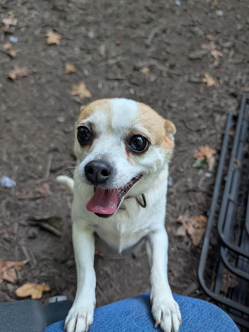 An adult small-sized female Chihuahua dog named Shiloh for adoption in Richmond, VA