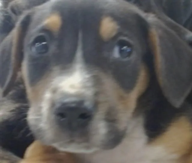 A baby small-sized male Hound dog named A for adoption in Oklahoma City, OK