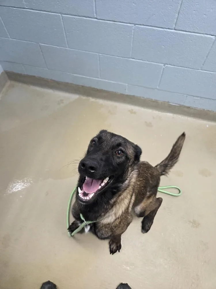 A young medium-sized female Belgian Shepherd / Malinois dog named Tessie Located in for adoption in Imlay City, MI