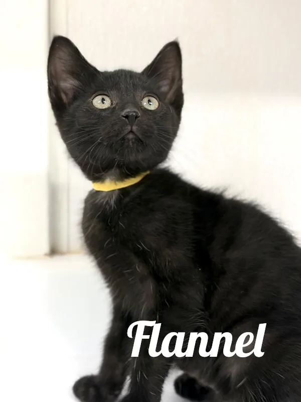 A baby medium-sized male Black Domestic Short Hair cat named Flannel for adoption in Manistee, MI