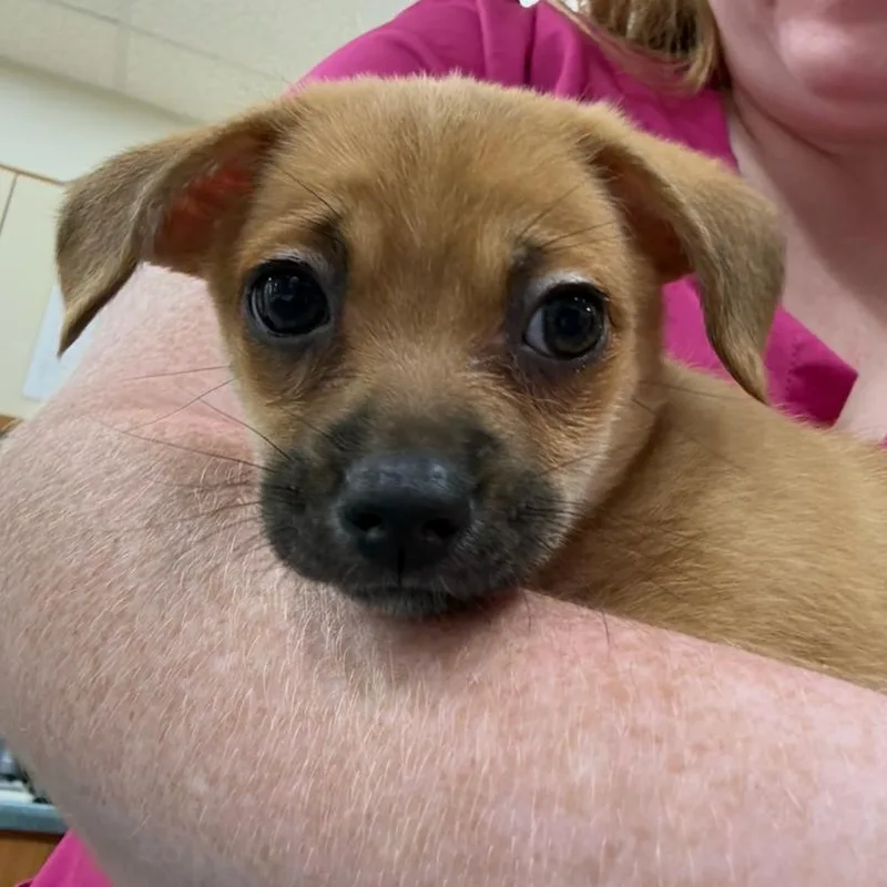 A baby small-sized female White / Cream Mixed Breed dog named District for adoption in Rockville, MD