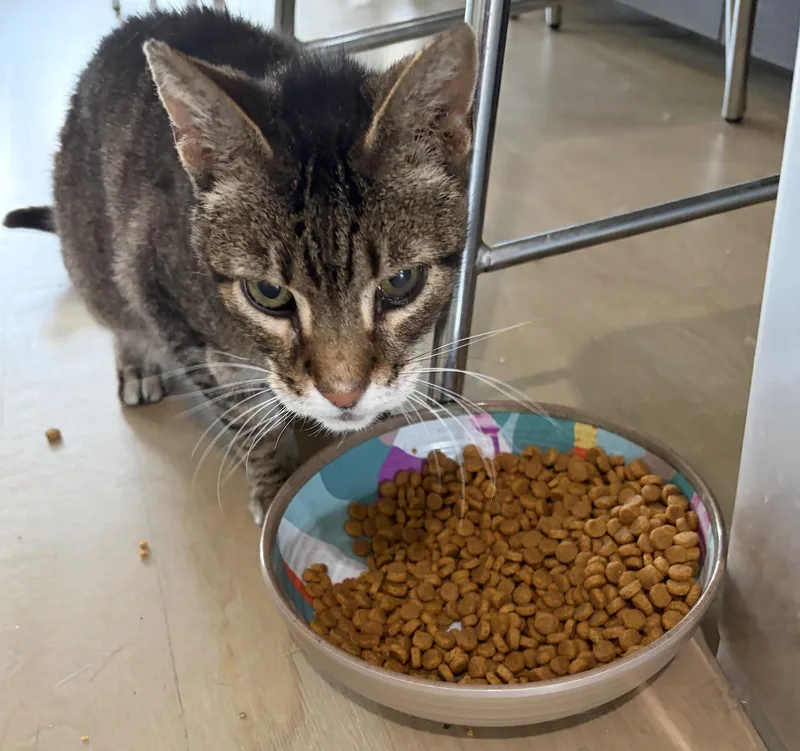 An adult medium-sized male Tabby (Brown / Chocolate) Domestic Short Hair cat named Cricket for adoption in Chicago, IL