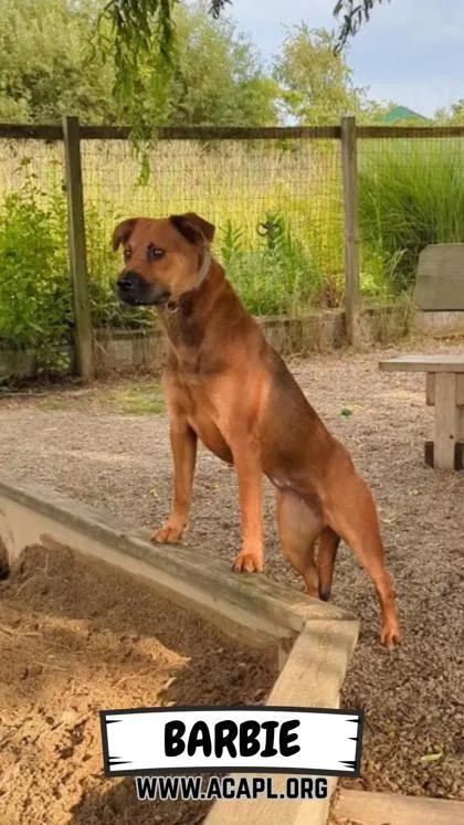 A young medium-sized female Chow Chow dog named Barbie for adoption in Ashtabula, OH