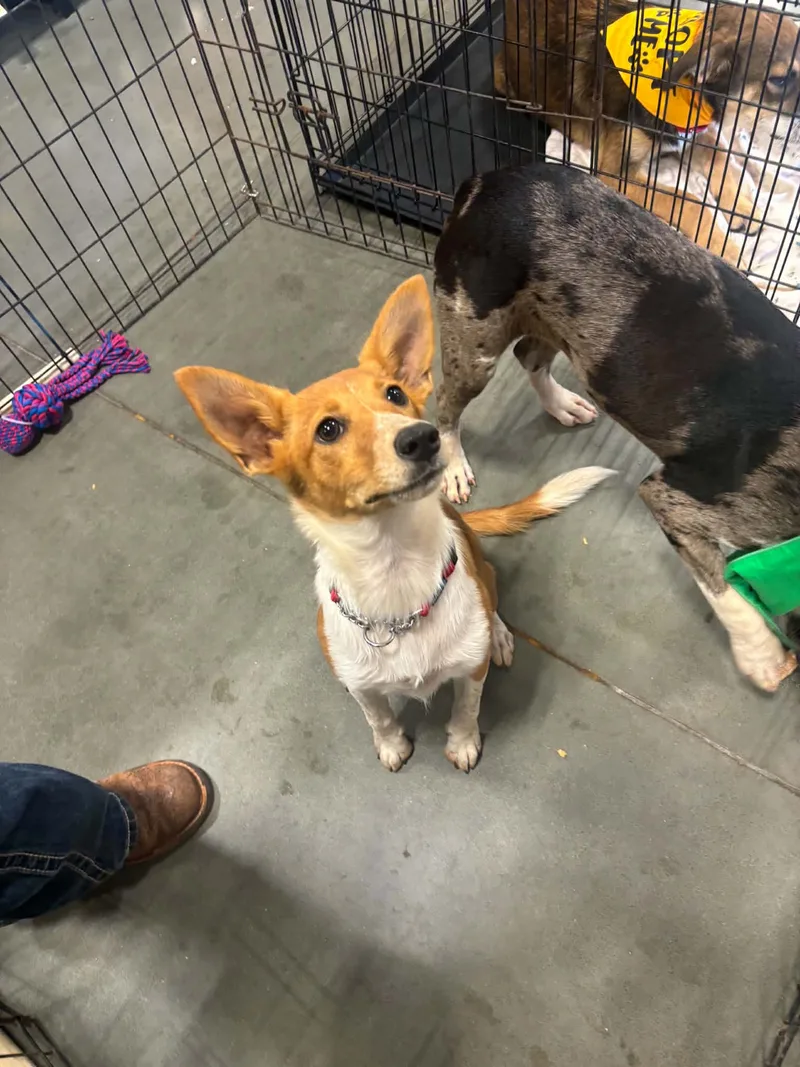 A baby medium-sized female Corgi dog named Tinkerbell for adoption in Meeker, OK