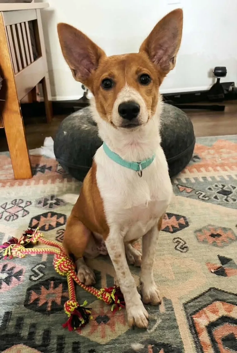A baby medium-sized female Red and white Corgi dog named Tinkerbell for adoption