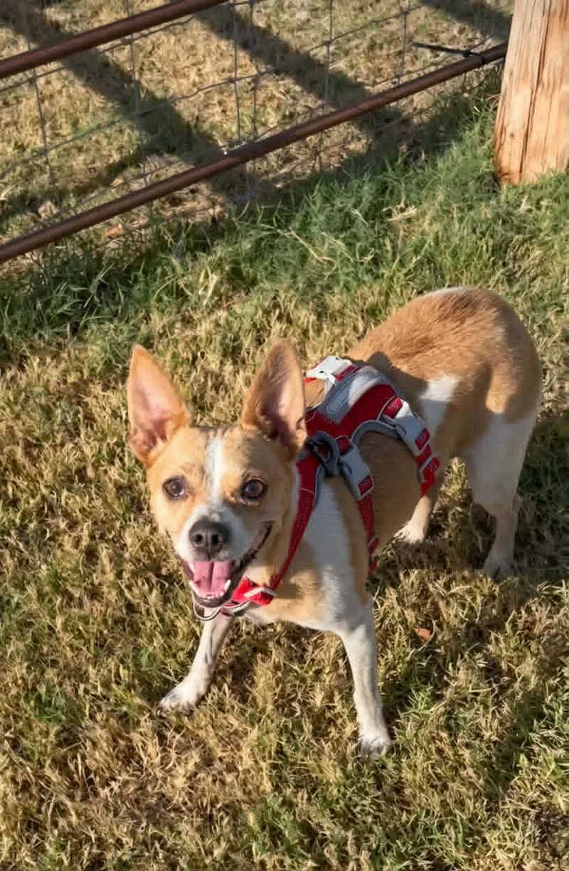An adult small-sized female Red and white Rat Terrier dog named Gemma for adoption