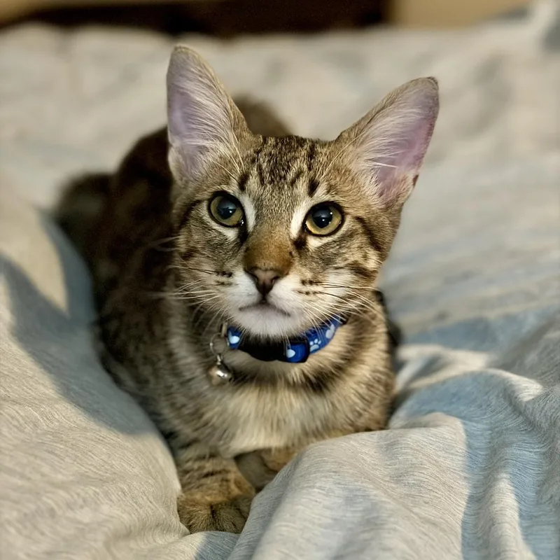 A young medium-sized male Domestic Medium Hair cat named Xaden for adoption in San Antonio, TX