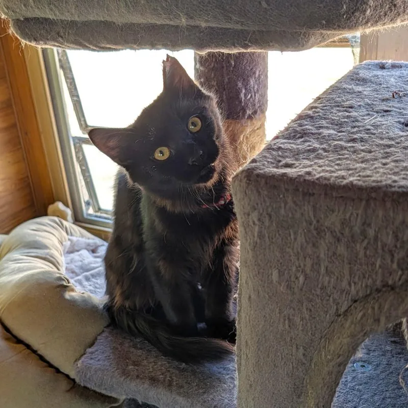 Merlin