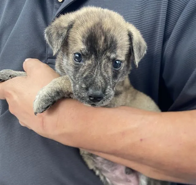 A baby large-sized male Mixed Breed dog named Tiger for adoption in Dallas, TX