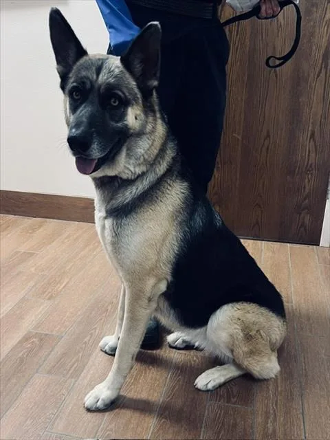 An adult large-sized female German Shepherd Dog dog named Nova for adoption in Norco, CA